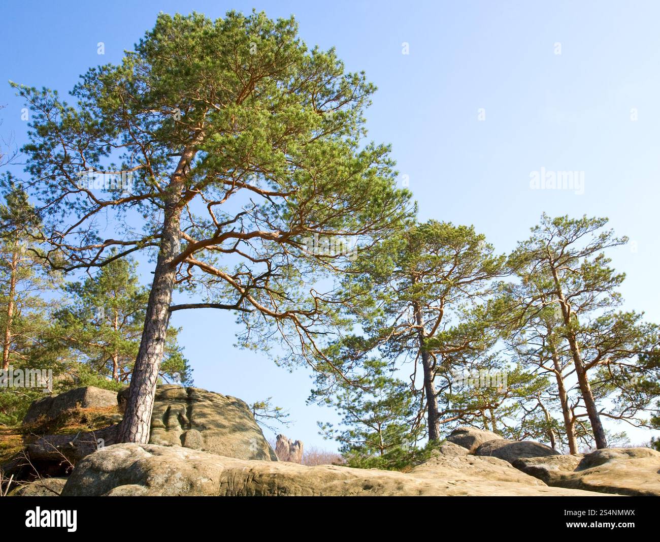 Arbres sur rochers dessus sur fond de ciel bleu ( Skeli Dovbusha' , Ivano-Frankovsk Region, Ukraine)' Banque D'Images