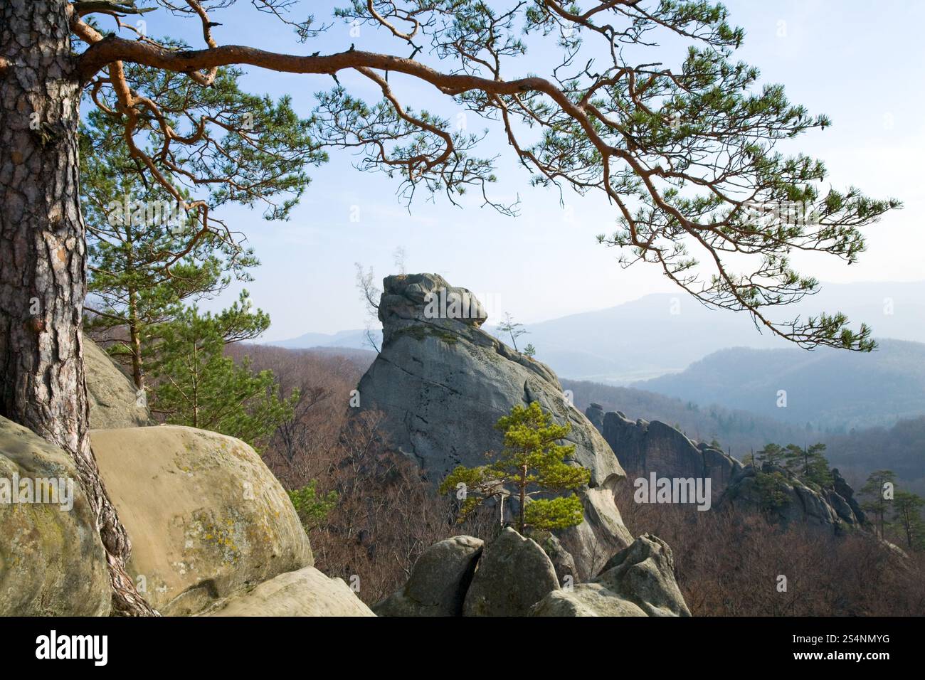 Arbres sur rochers dessus sur fond de ciel bleu ( Skeli Dovbusha' , Ivano-Frankovsk Region, Ukraine )' Banque D'Images