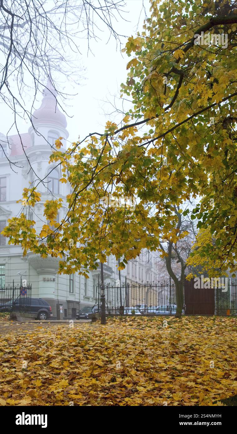 Le feuillage de l'arbre d'or à l'automne parc de la ville et de l'édification de la Banque mondiale derrière Banque D'Images
