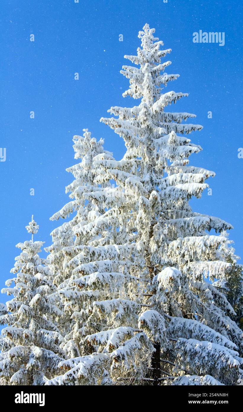 Régime d'hiver et l'arbre couvert de neige tops sur ciel bleu avec un peu de fond de neige Banque D'Images Régime d'hiver et l'arbre couvert de neige tops sur ciel bleu avec un peu de fond de neige Banque D'Images