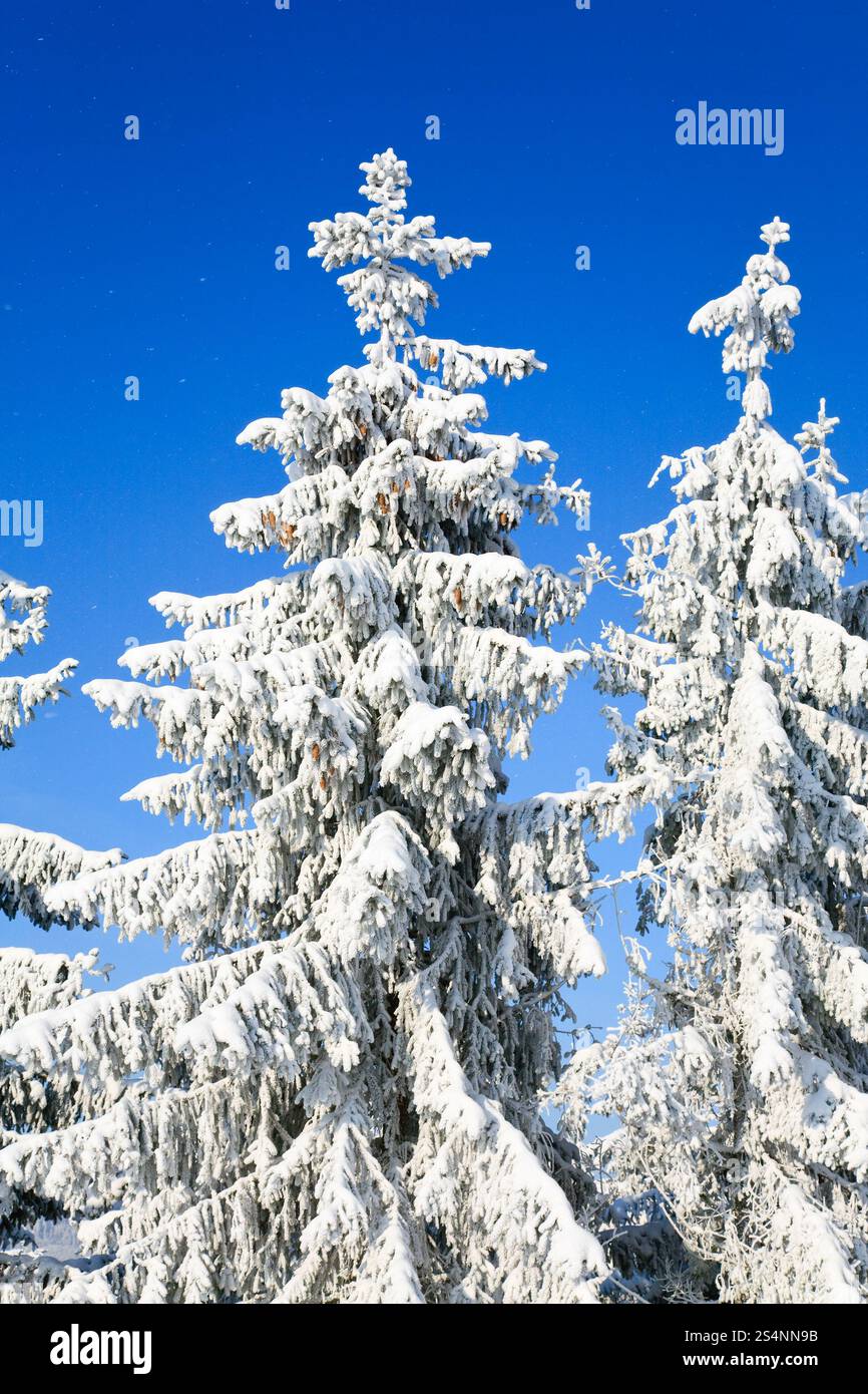 Régime d'hiver et l'arbre couvert de neige tops sur ciel bleu avec un peu de fond de neige Banque D'Images Régime d'hiver et l'arbre couvert de neige tops sur ciel bleu avec un peu de fond de neige Banque D'Images