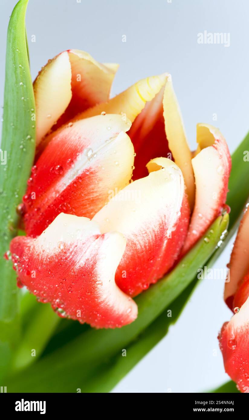 Fleurs de tulipe rouge-blanche des vacances de printemps sur fond clair Banque D'Images