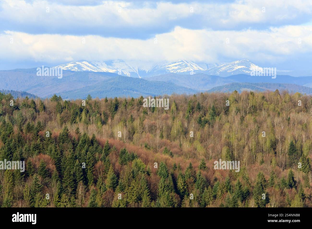 Forêt de printemps et de montagnes couvertes de neige, des Carpates (Ukraine) Banque D'Images