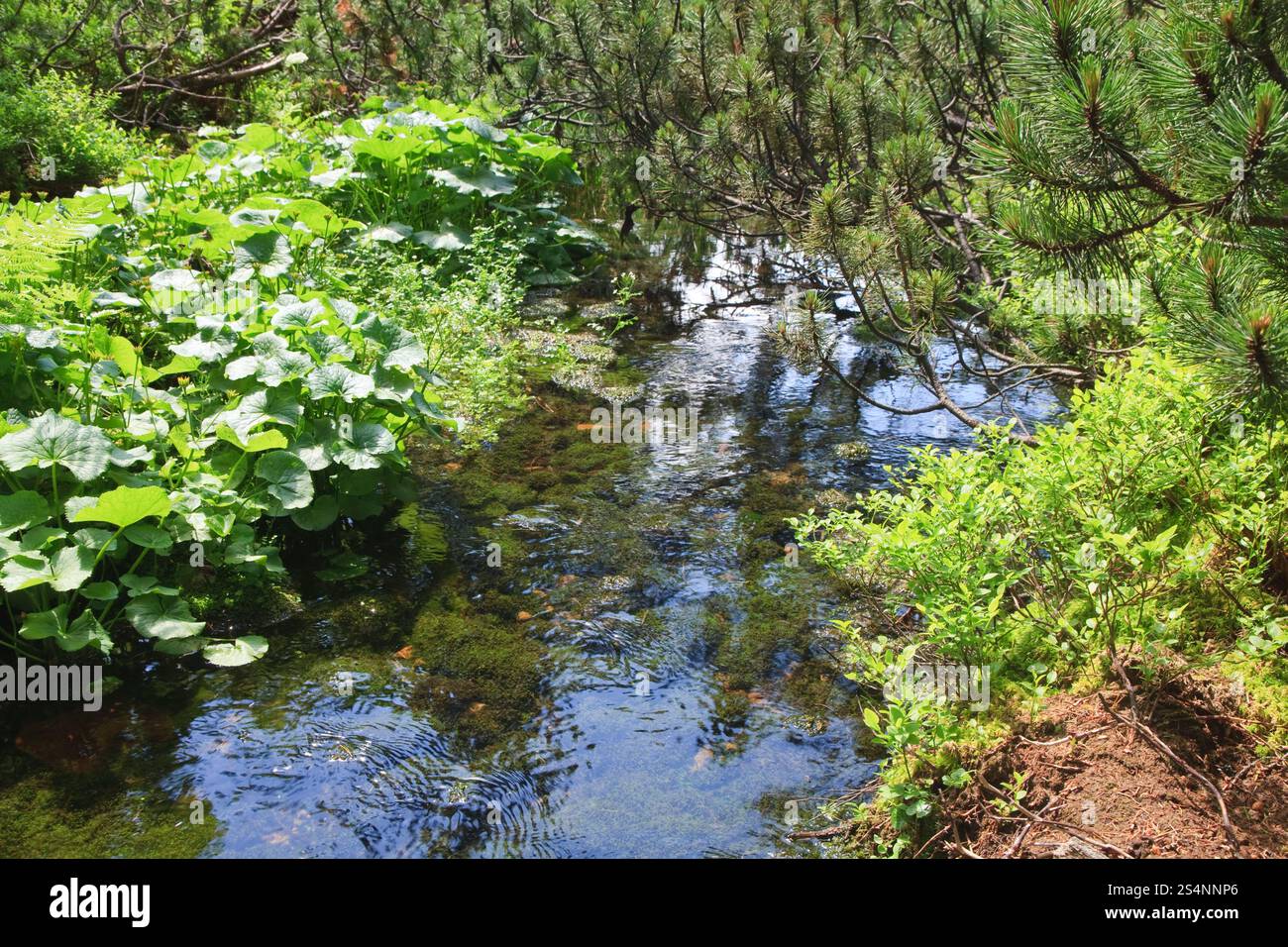 Cours d'été couverts de mousse avec des pierres et des brindilles de pin fond en forêt Banque D'Images