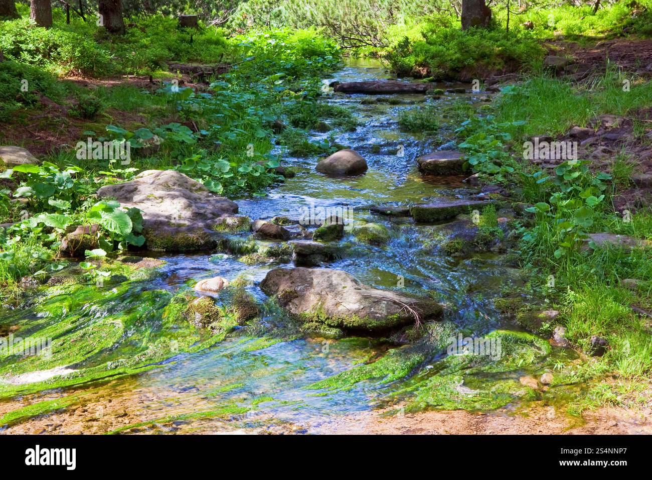 Cours d'été avec de la mousse recouverte de pierres en bas dans la forêt Banque D'Images