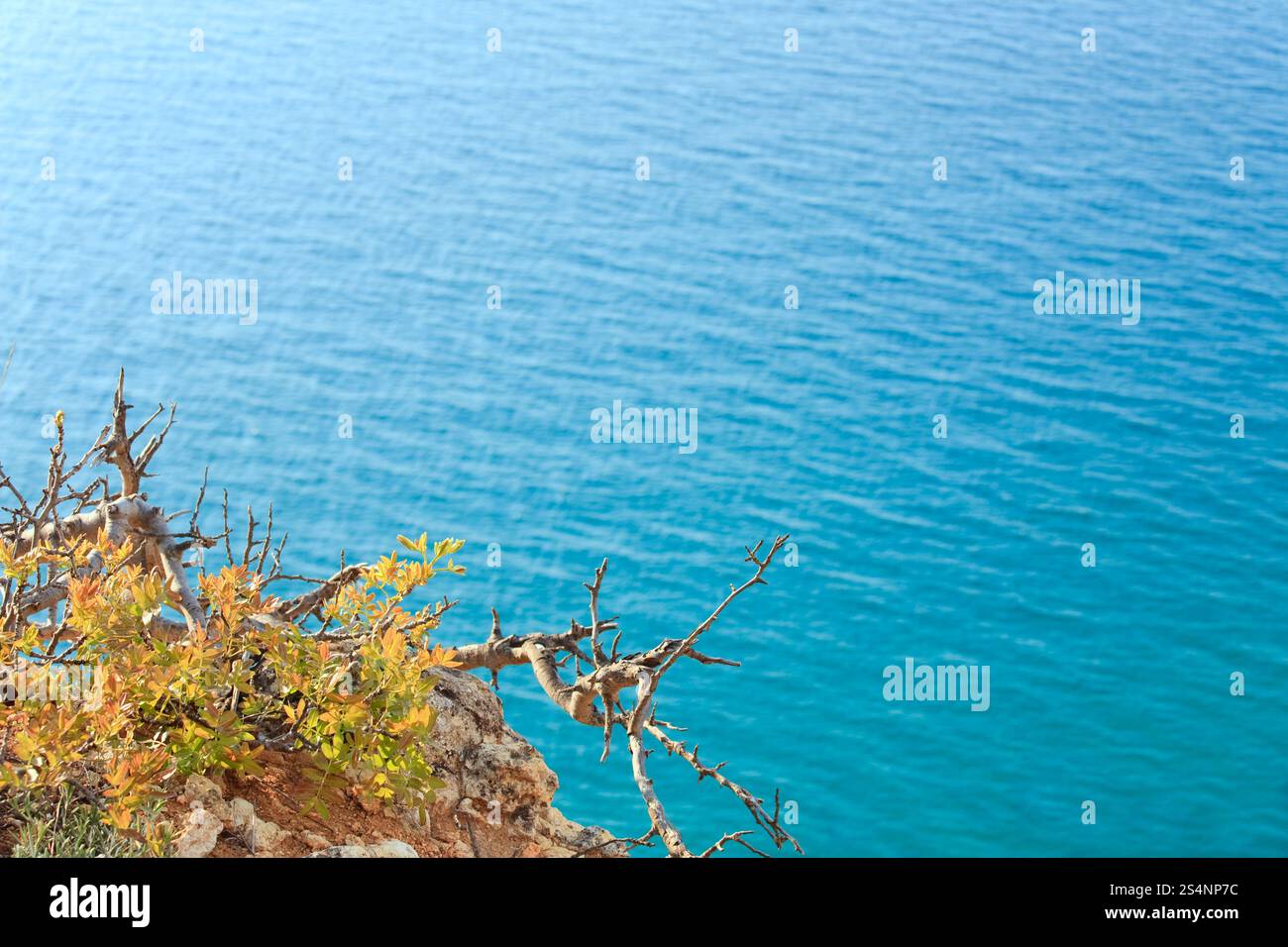Evenins coast et de l'eau de mer sur la surface avec un petit arbre en face de travers Banque D'Images