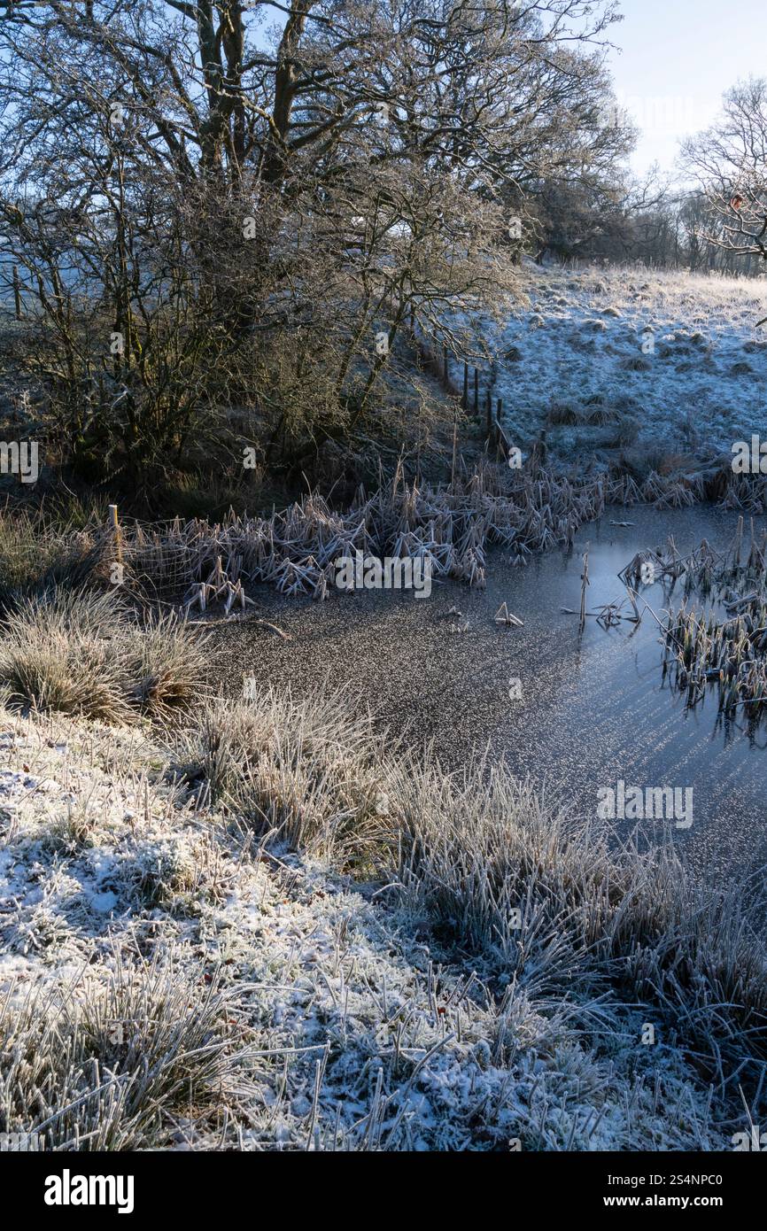 Un petit étang dans la campagne anglaise par un matin d'hiver froid et glacial. Banque D'Images