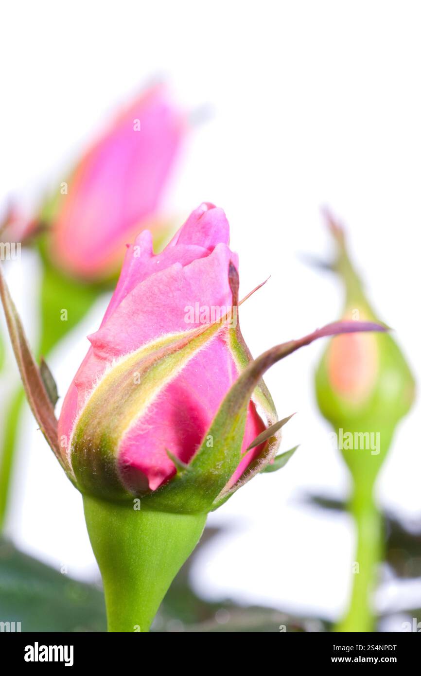 Bourgeon d'explosifs belle rose flower isolated on white Banque D'Images