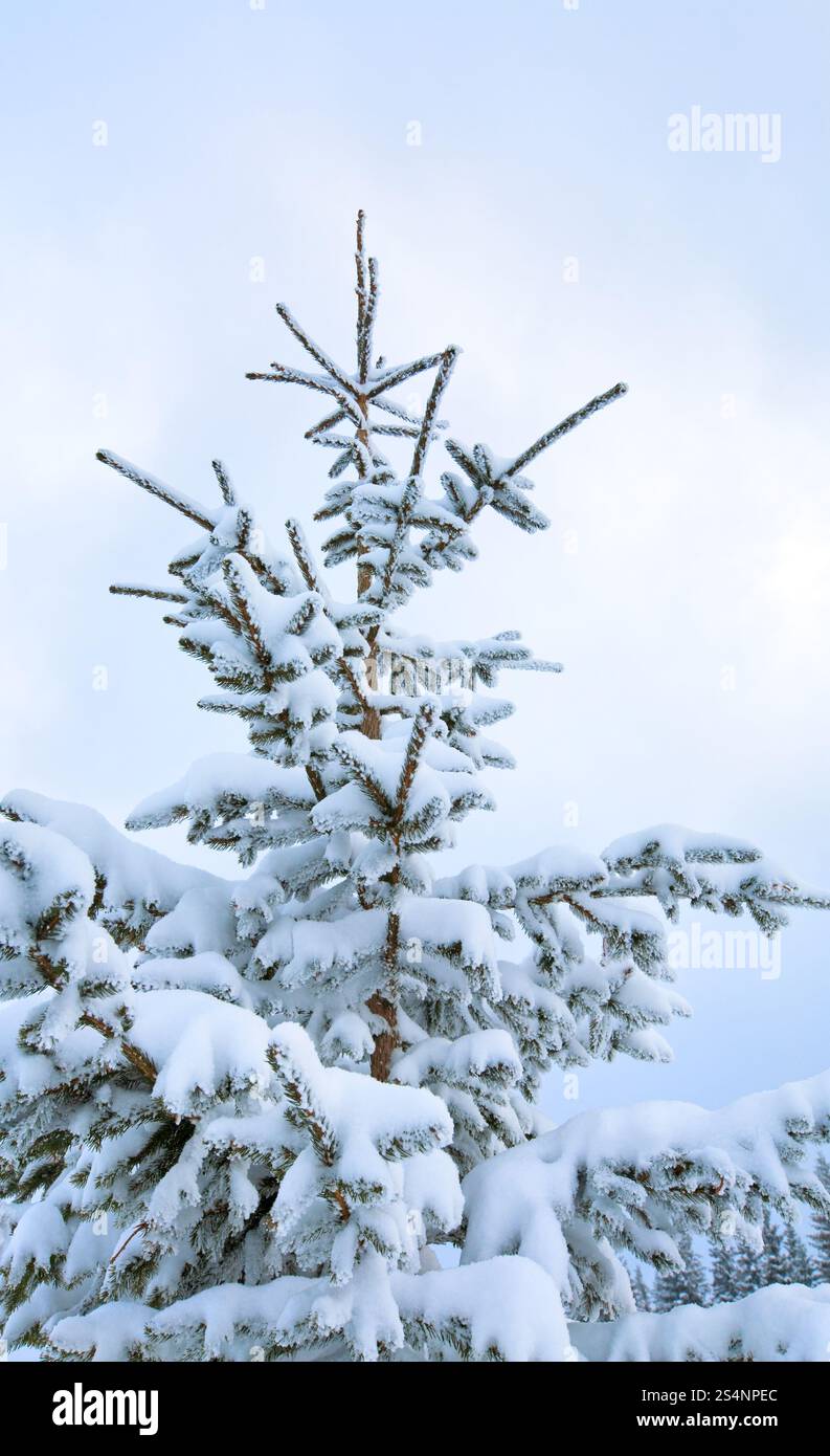 Couvert de neige d'hiver sapin sur fond de ciel nuageux Banque D'Images Couvert de neige d'hiver sapin sur fond de ciel nuageux Banque D'Images