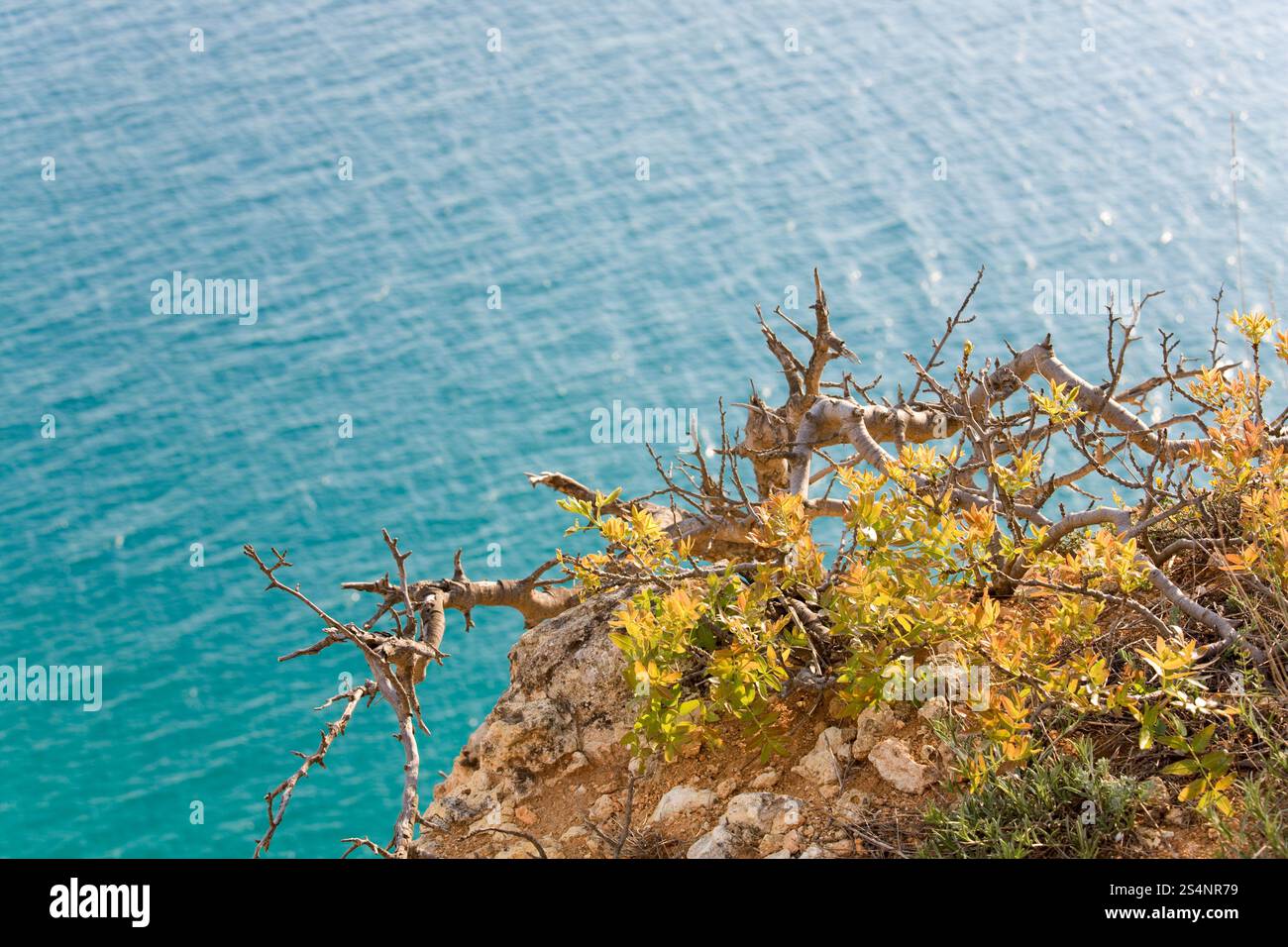 Evenins coast et de l'eau de mer sur la surface avec un petit arbre en face de travers Banque D'Images