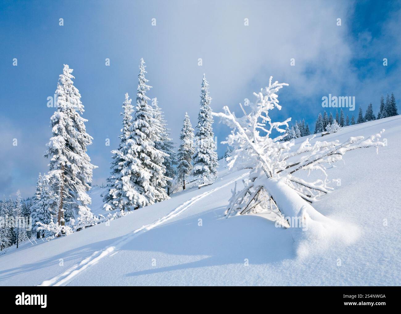 Régime d'hiver et la neige a couvert de sapins sur la montagne sur fond de ciel nuageux Banque D'Images Régime d'hiver et la neige a couvert de sapins sur la montagne sur fond de ciel nuageux Banque D'Images
