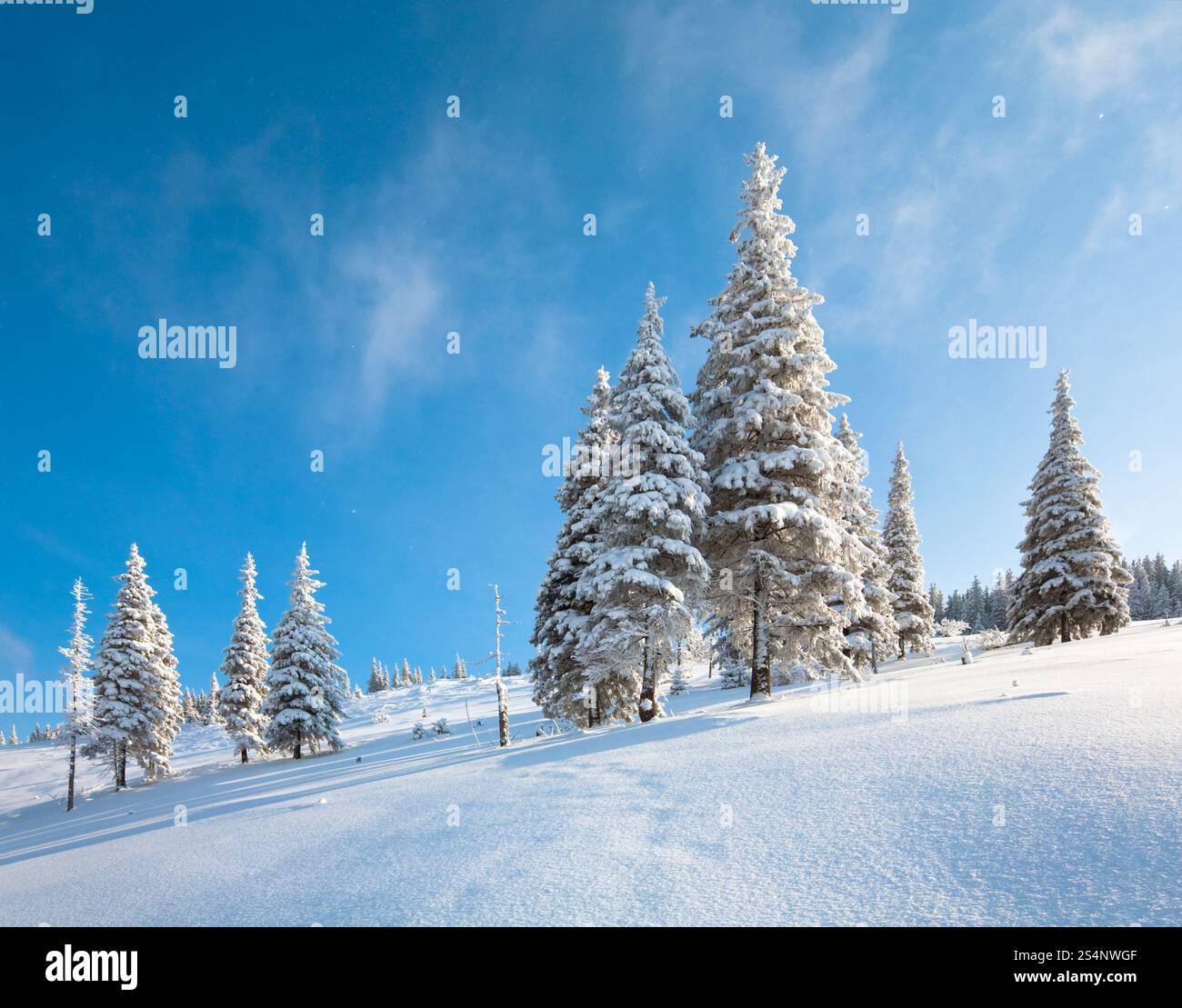 Régime d'hiver et la neige a couvert de sapins sur la montagne sur fond de ciel bleu Banque D'Images Régime d'hiver et la neige a couvert de sapins sur la montagne sur fond de ciel bleu Banque D'Images
