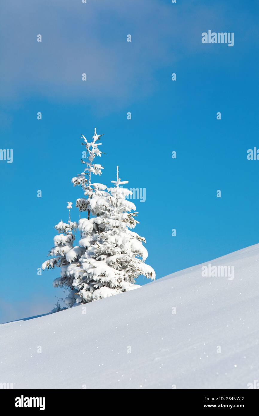 Hiver neige couverts de sapins sur la montagne sur fond de ciel bleu Banque D'Images Hiver neige couverts de sapins sur la montagne sur fond de ciel bleu Banque D'Images