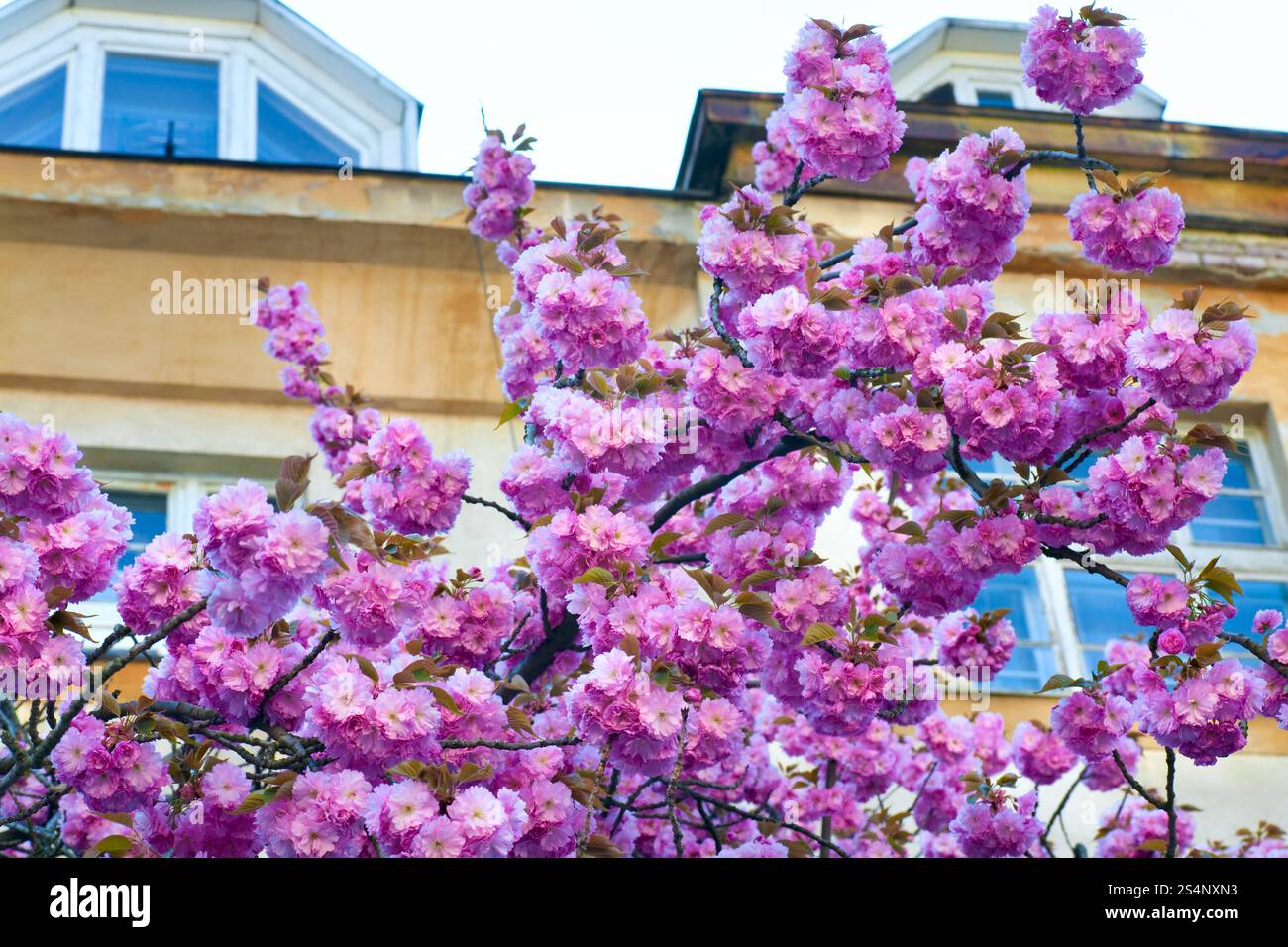 Japanese cherry blossom twig rose (ville d'Uzhgorod, Ukraine) Banque D'Images