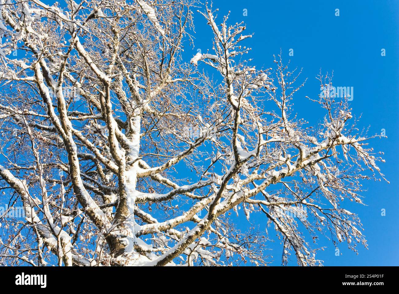Arbre couvert de neige hiver brindilles sur fond de ciel bleu Banque D'Images Arbre couvert de neige hiver brindilles sur fond de ciel bleu Banque D'Images