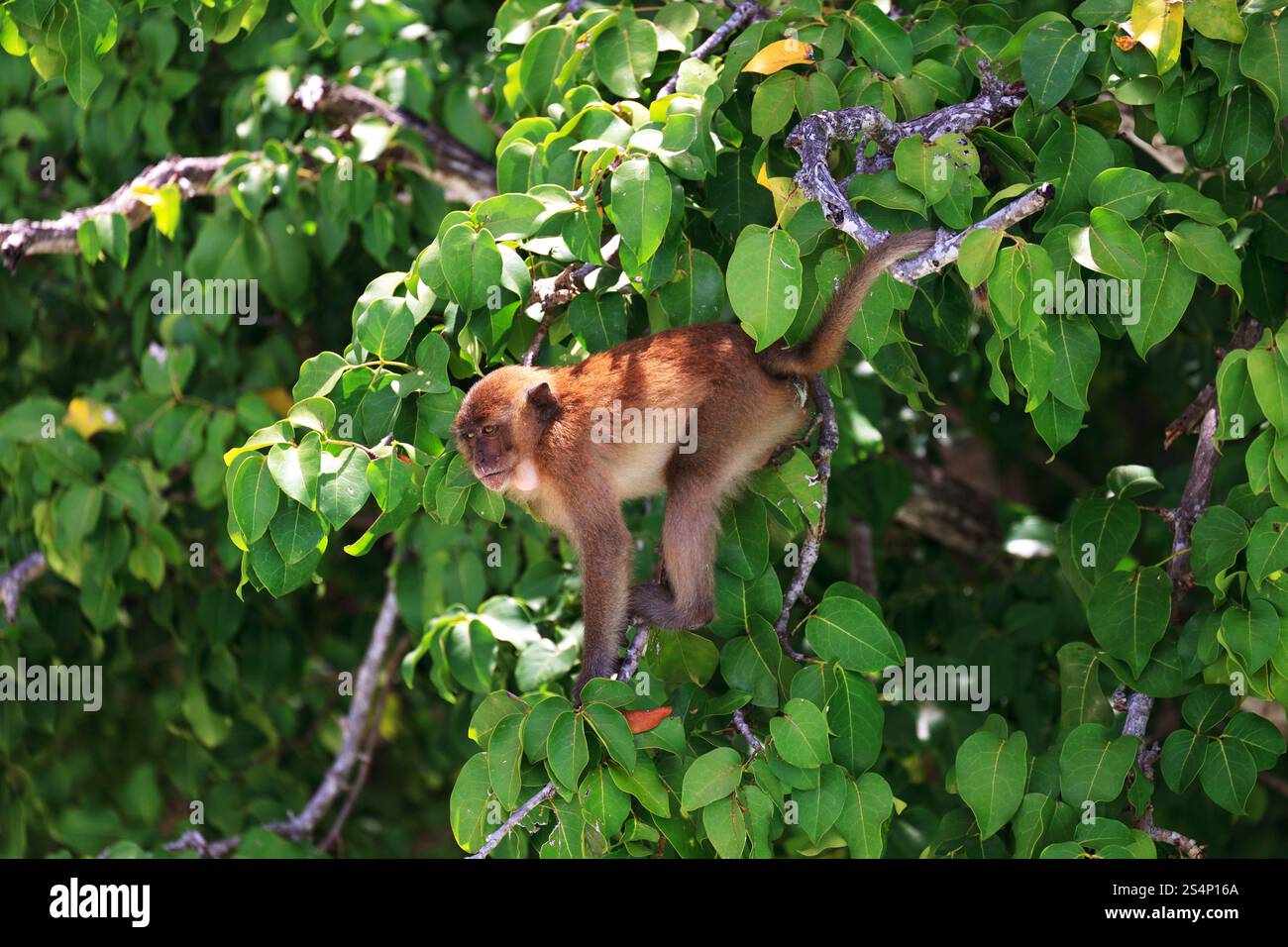 Singe brun assis à une des branches d'arbre vert Banque D'Images