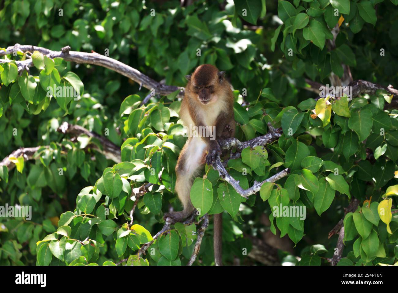 Singe brun assis à une des branches d'arbre vert Banque D'Images