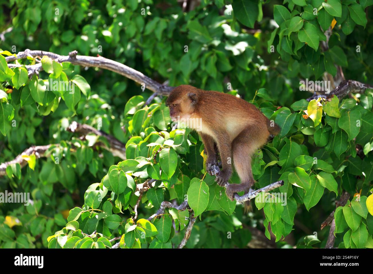 Singe brun assis à une des branches d'arbre vert Banque D'Images