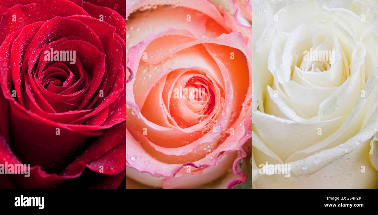trois sortes de roses avec des gouttes de pluie près Banque D'Images