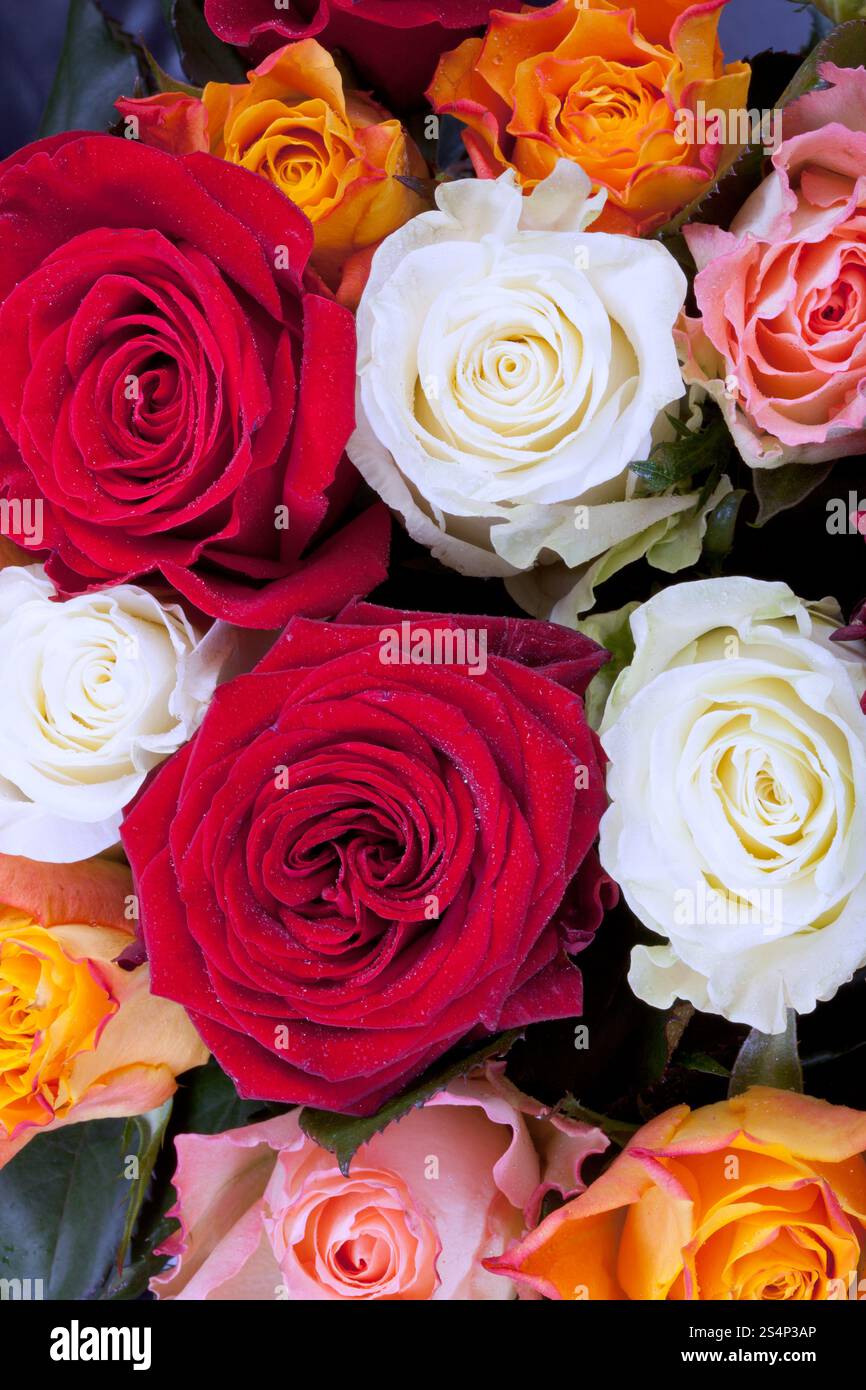 Bouquet de roses de couleur différents plusieurs close up Banque D'Images