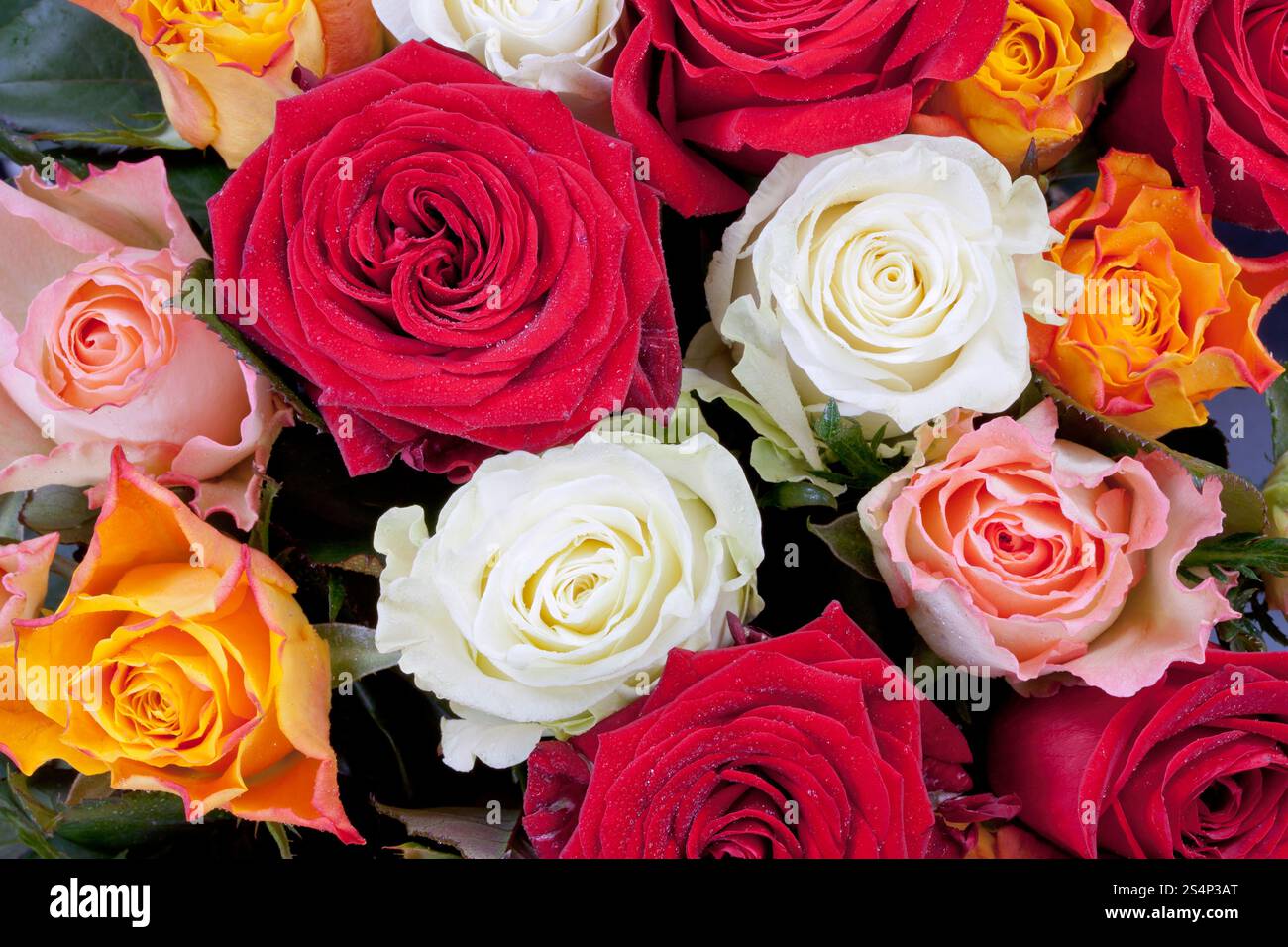 Bouquet de roses de couleur différents plusieurs close up Banque D'Images