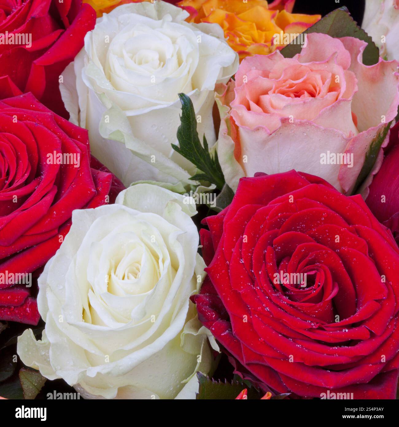 Plusieurs d'une façon malchanceuse roses close up Banque D'Images