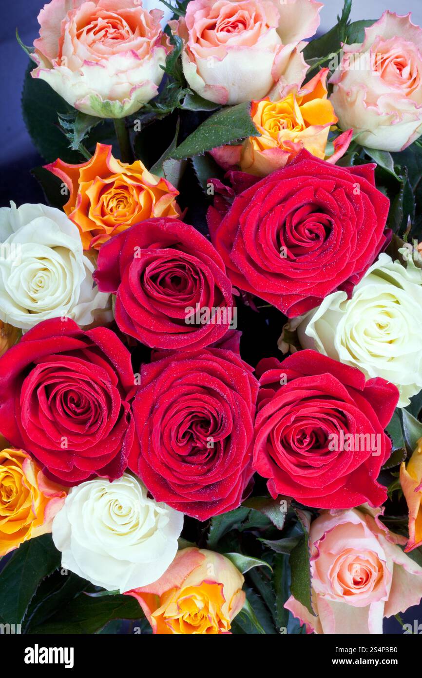 Bouquet de roses de couleur différents plusieurs close up Banque D'Images