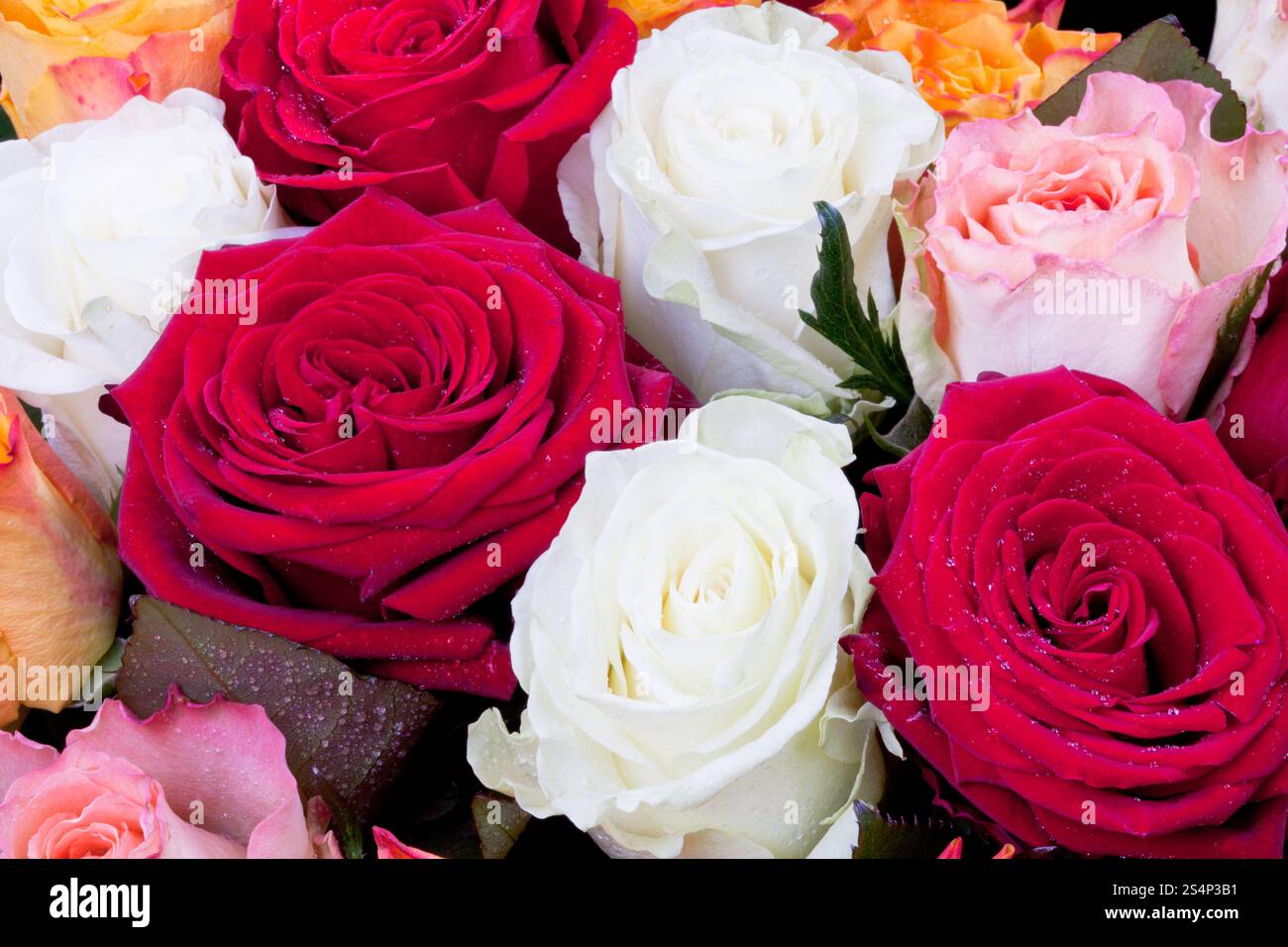 bouquet de différentes nombreuses roses colorées proches Banque D'Images