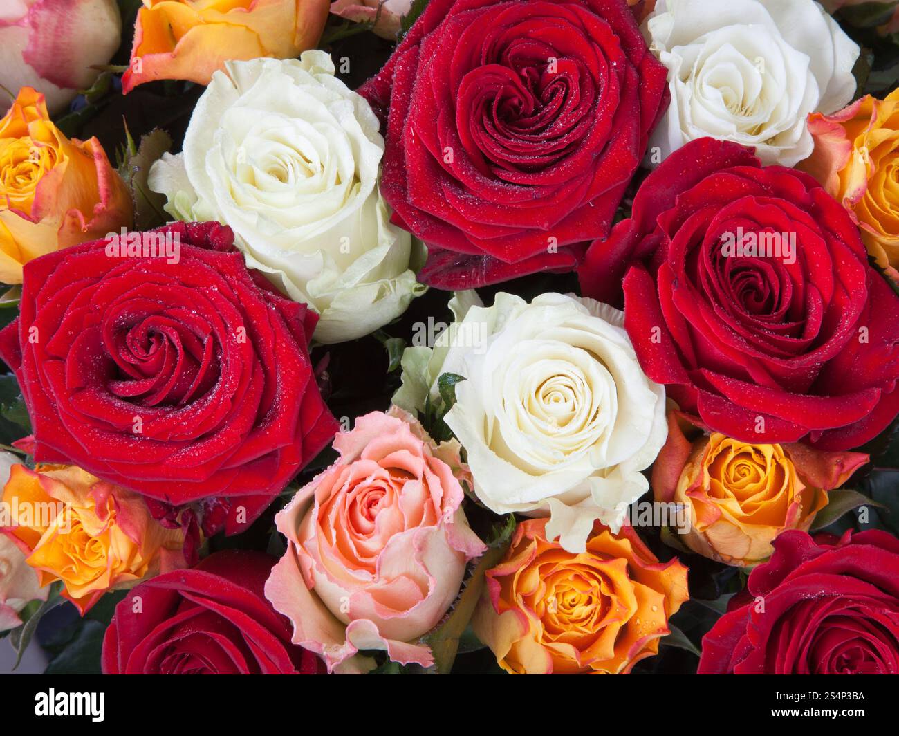 Bouquet de roses de couleur différents plusieurs close up Banque D'Images