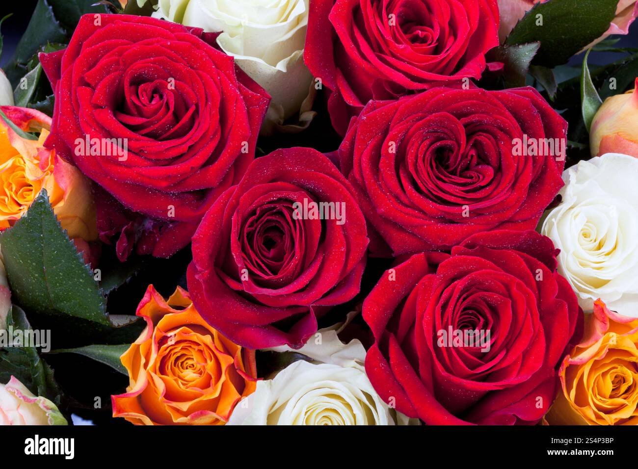 Bouquet de roses de couleur différents plusieurs close up Banque D'Images