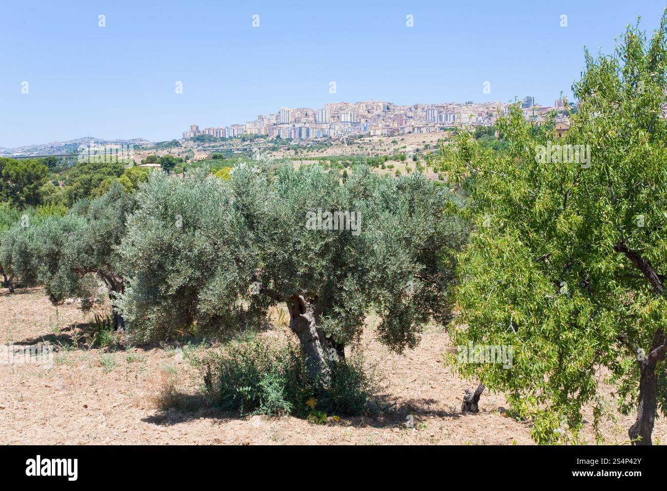 Vue sur Ville Agrigento par olive et peach garden, Sicile Banque D'Images