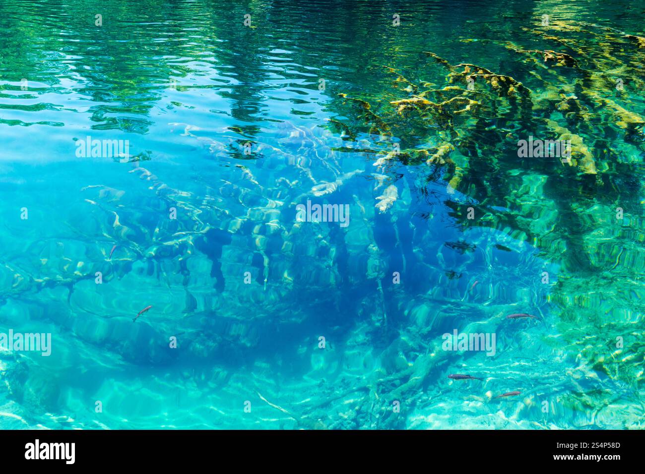 Azur limpide d'été vue sur le lac transparent avec petits poissons et tronc d'arbre sec au fond (Parc national des lacs de Plitvice, Croatie) Banque D'Images