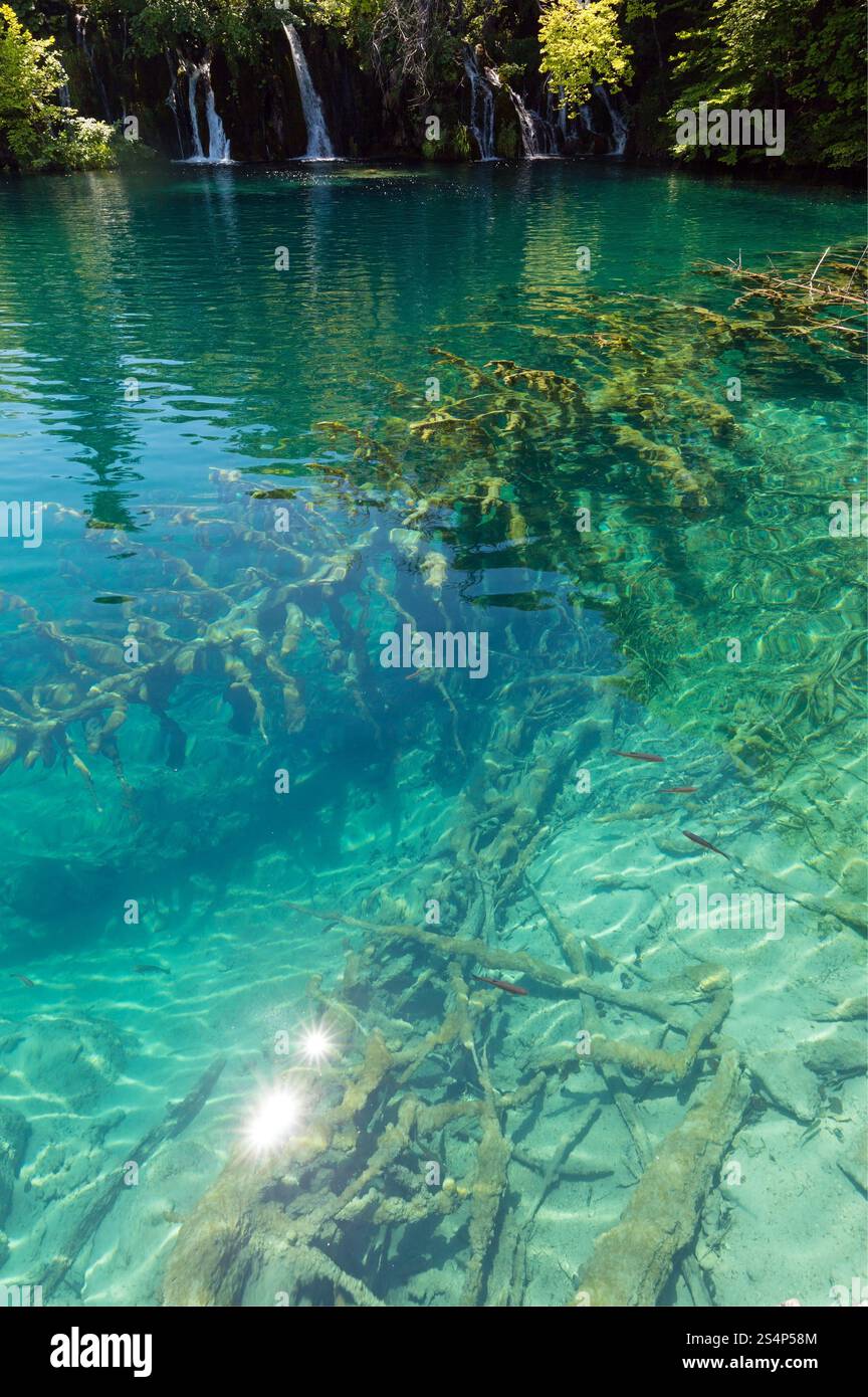 Vue estivale de petites cascades, tache de soleil et poissons sur l'eau et tronc sec au fond du lac (Parc National des lacs de Plitvice, Croatie) Banque D'Images