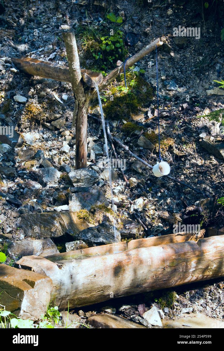 Petit printemps dans la forêt de montagne d'été. Banque D'Images