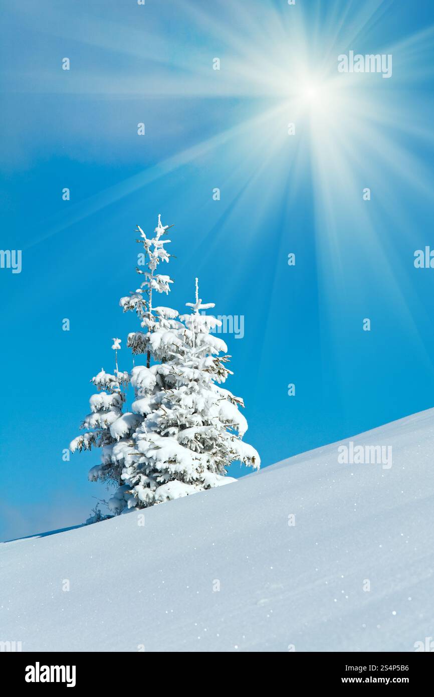 Hiver neige couverts de sapins sur le flanc de ciel bleu avec un soleil contexte Banque D'Images Hiver neige couverts de sapins sur le flanc de ciel bleu avec un soleil contexte Banque D'Images