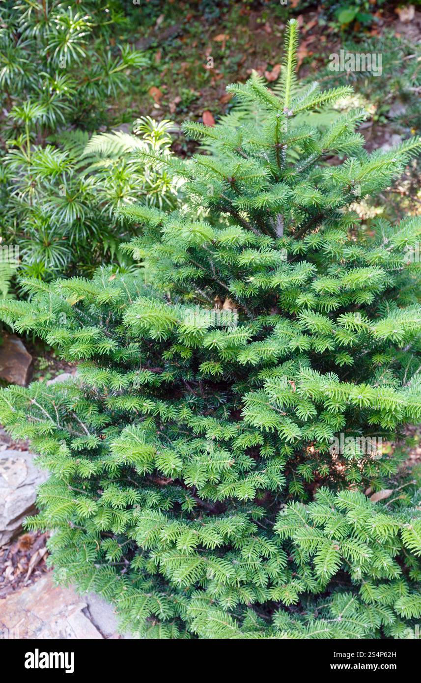 Fluffy petit sapin vert forêt en été. Banque D'Images
