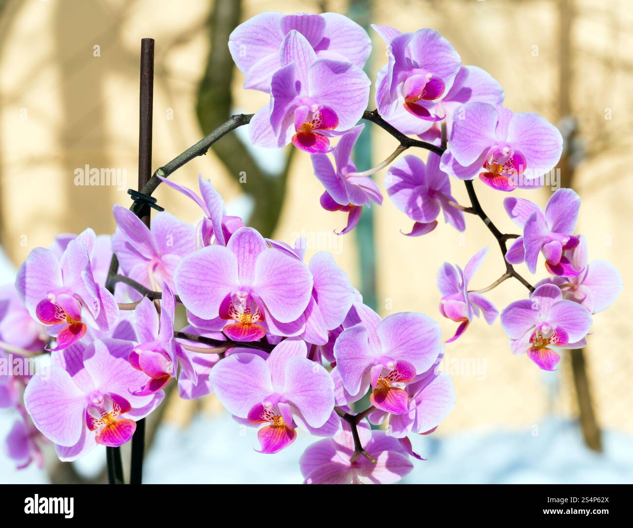 Belles fleurs orchidée rose-magenta cluster sur fond de neige Banque D'Images Belles fleurs orchidée rose-magenta cluster sur fond de neige Banque D'Images