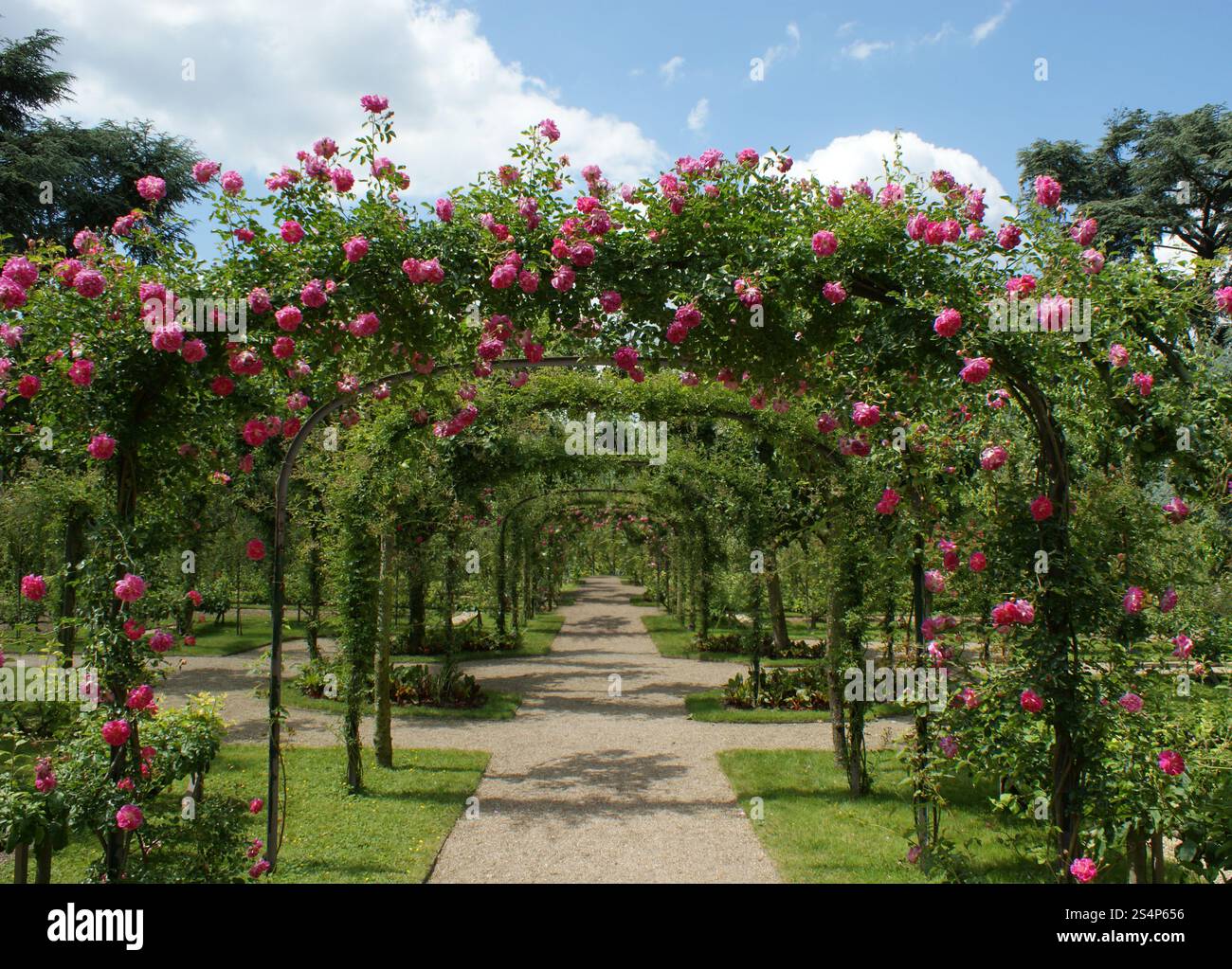 roses pergola dans un jardin à la française. pergola dans un jardin à la française Banque D'Images