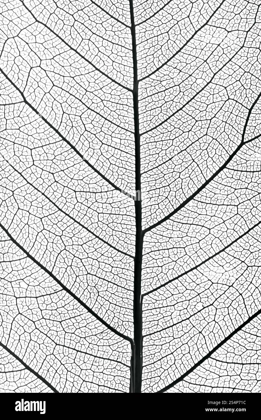 Contexte Depuis les feuilles close up Banque D'Images