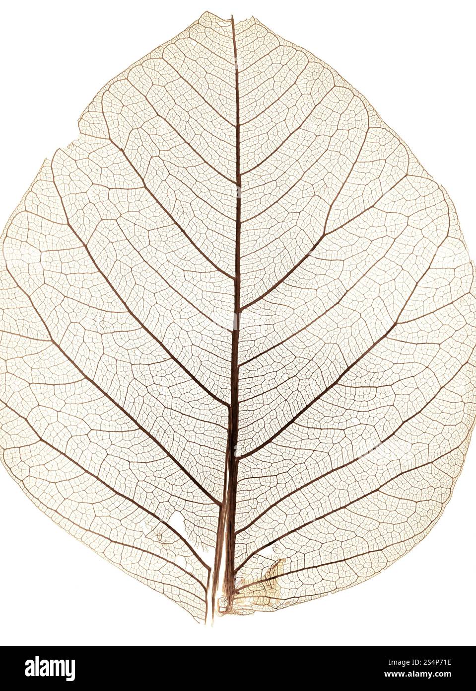 Contexte Depuis les feuilles close up Banque D'Images