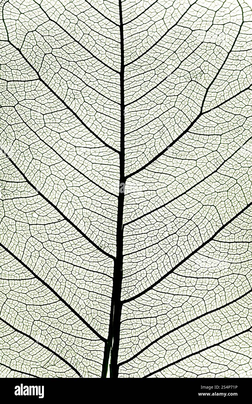Contexte Depuis les feuilles close up Banque D'Images