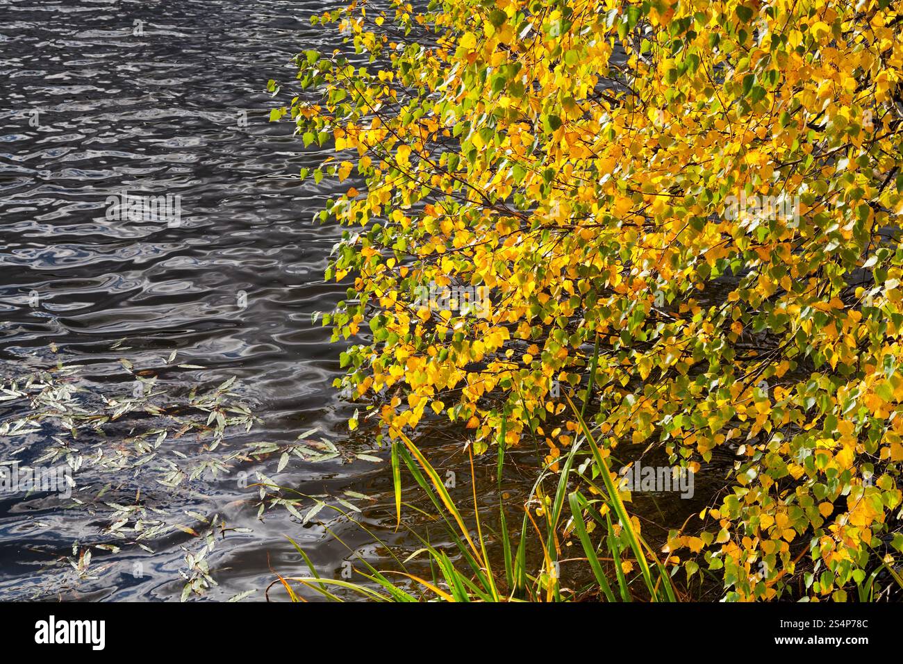 Les feuilles d'automne jaune et vert sur les bords de la rivière tree Banque D'Images