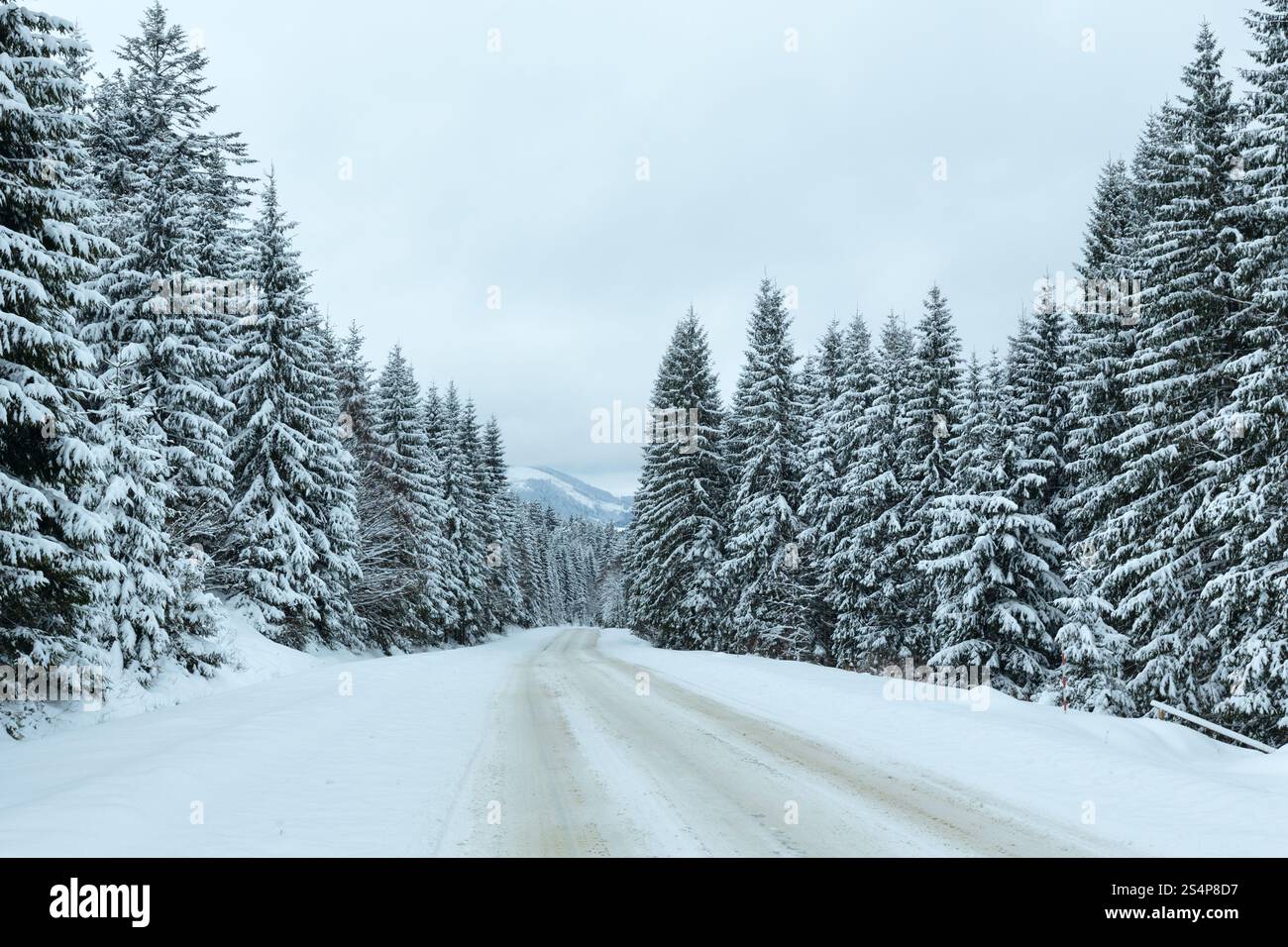 Route de campagne d'hiver avec forêt de sapins sur le côté (image). Banque D'Images