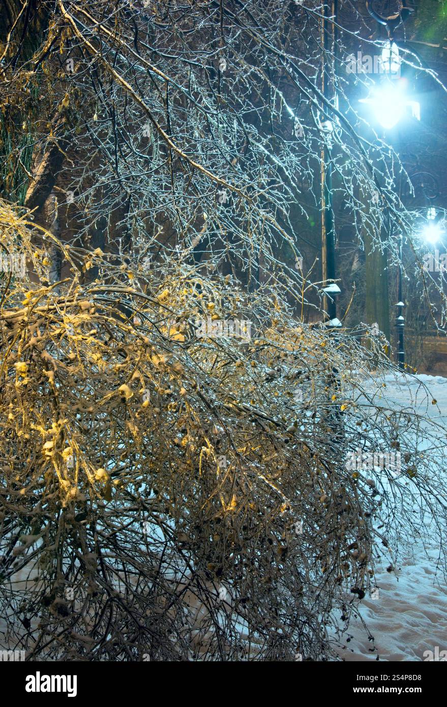 Arbres couverts de glace dans le parc de la ville de nuit. Banque D'Images