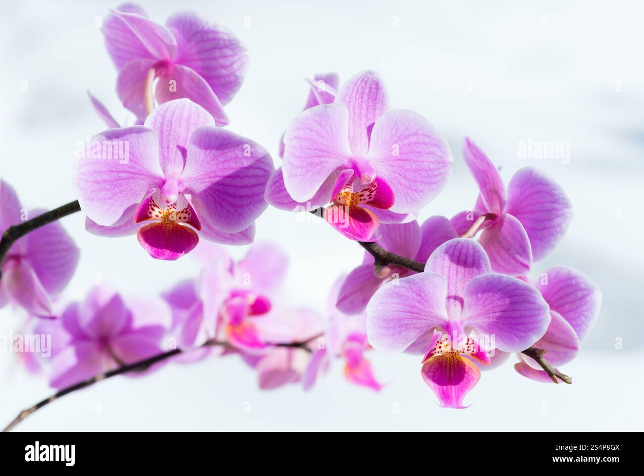 Belles fleurs orchidée rose-magenta cluster sur fond de neige Banque D'Images Belles fleurs orchidée rose-magenta cluster sur fond de neige Banque D'Images