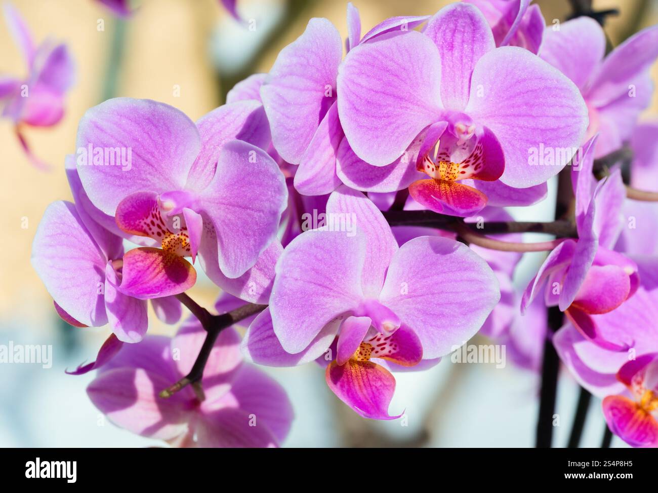 Belles fleurs orchidée rose-magenta cluster sur fond de neige Banque D'Images Belles fleurs orchidée rose-magenta cluster sur fond de neige Banque D'Images
