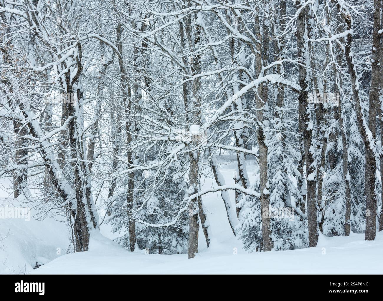 Chutes de neige en montagne hivernale misty forêt enneigée (jour terne). Banque D'Images
