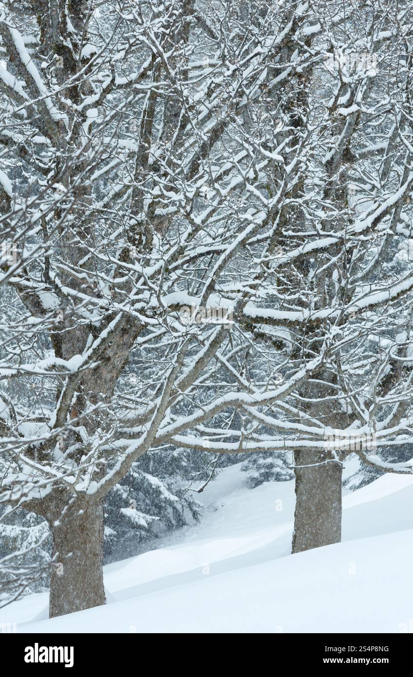 Chutes de neige en montagne hivernale misty forêt enneigée (jour terne). Banque D'Images