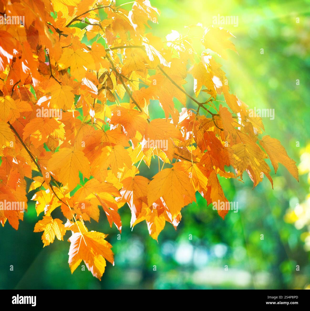Automne érable (libre) à l'automne parc de la ville et de l'ensoleillement Banque D'Images