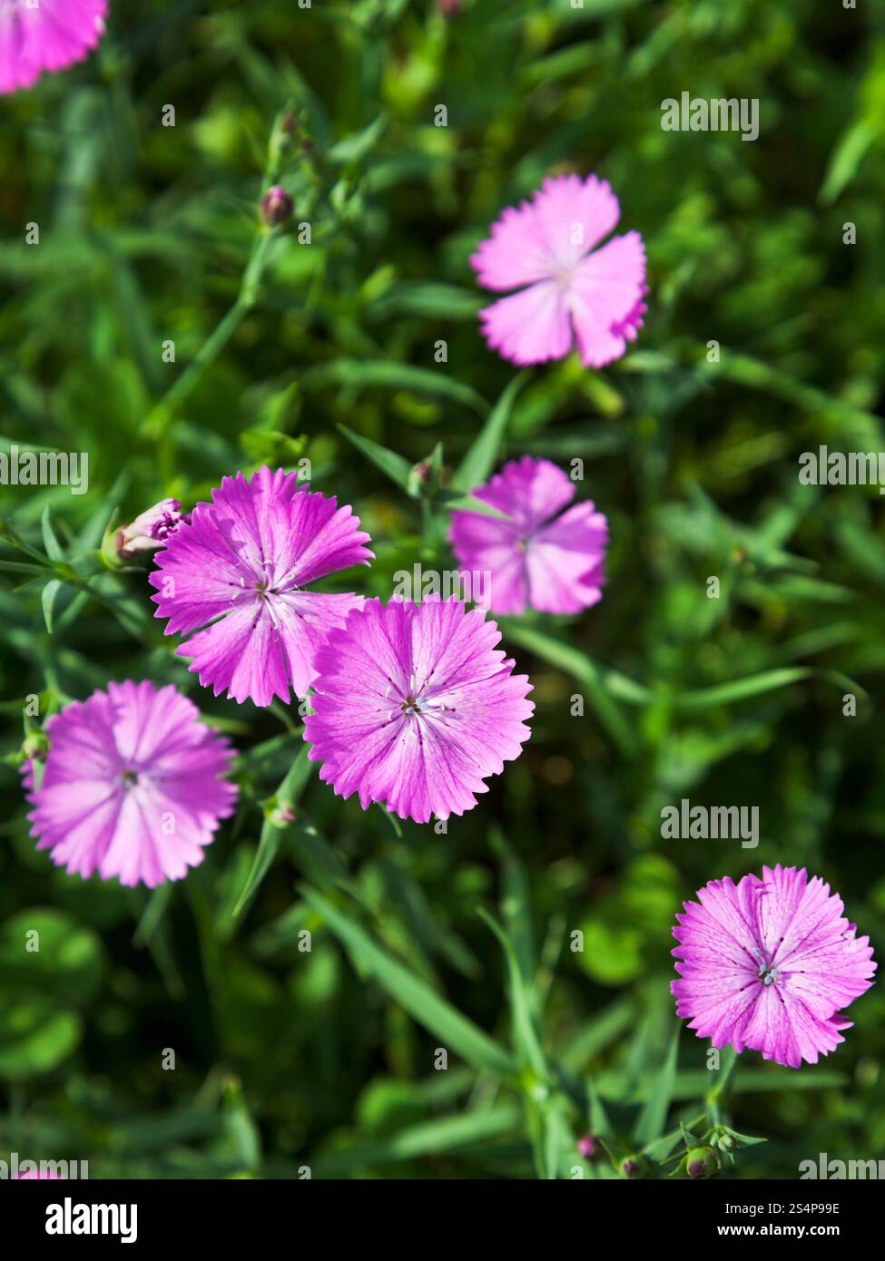 Dianthus campestris fleurit au pré vert Banque D'Images